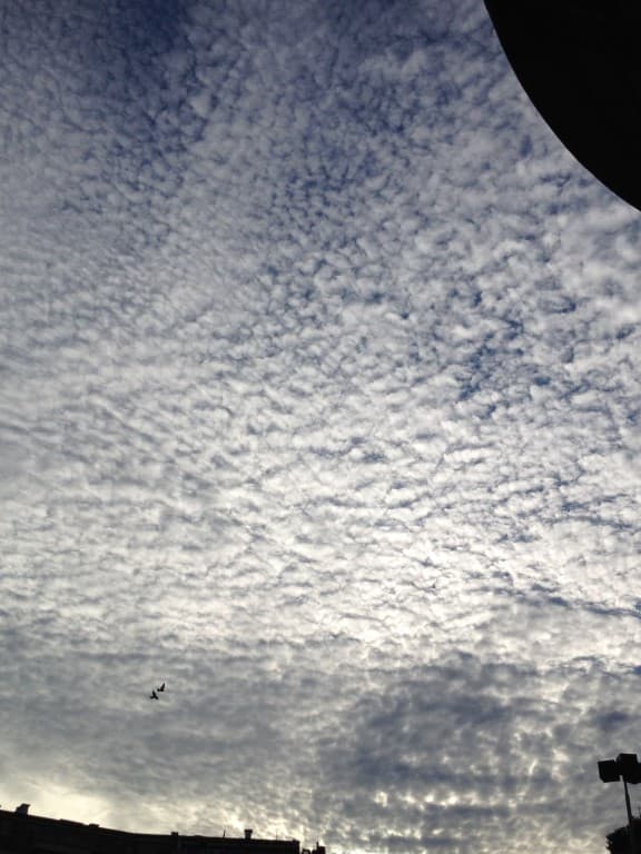 Les petits moutons d'un ciel d'été