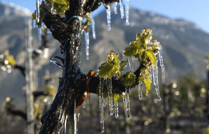 Un nouveau risque de gel pour la fin du mois d'avril ?