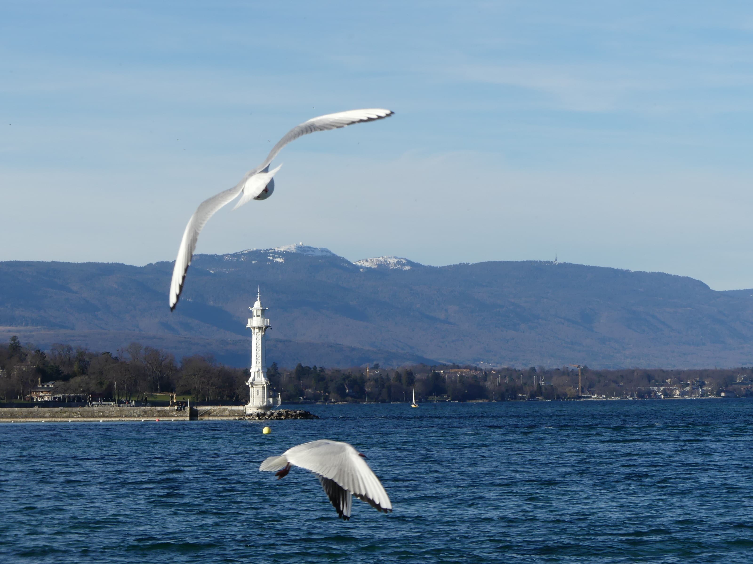 Tapi dans les rochers, à l'embouchure de la rade de Genève, le phare des Pâquis