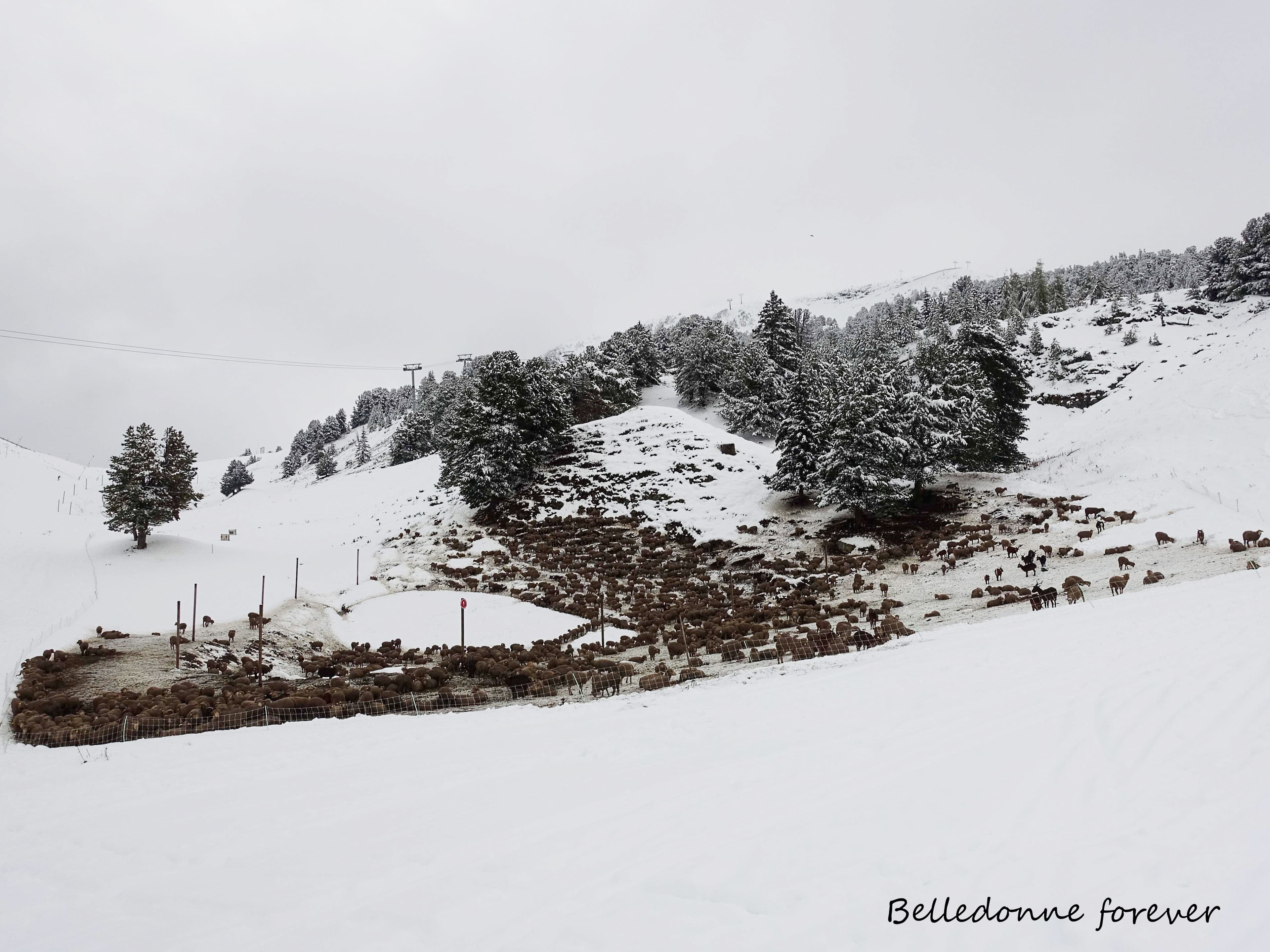 Confinement à cause de la neige, une balle de foin leur ferait du bien. (le redoux n'est pas loin) A.P.