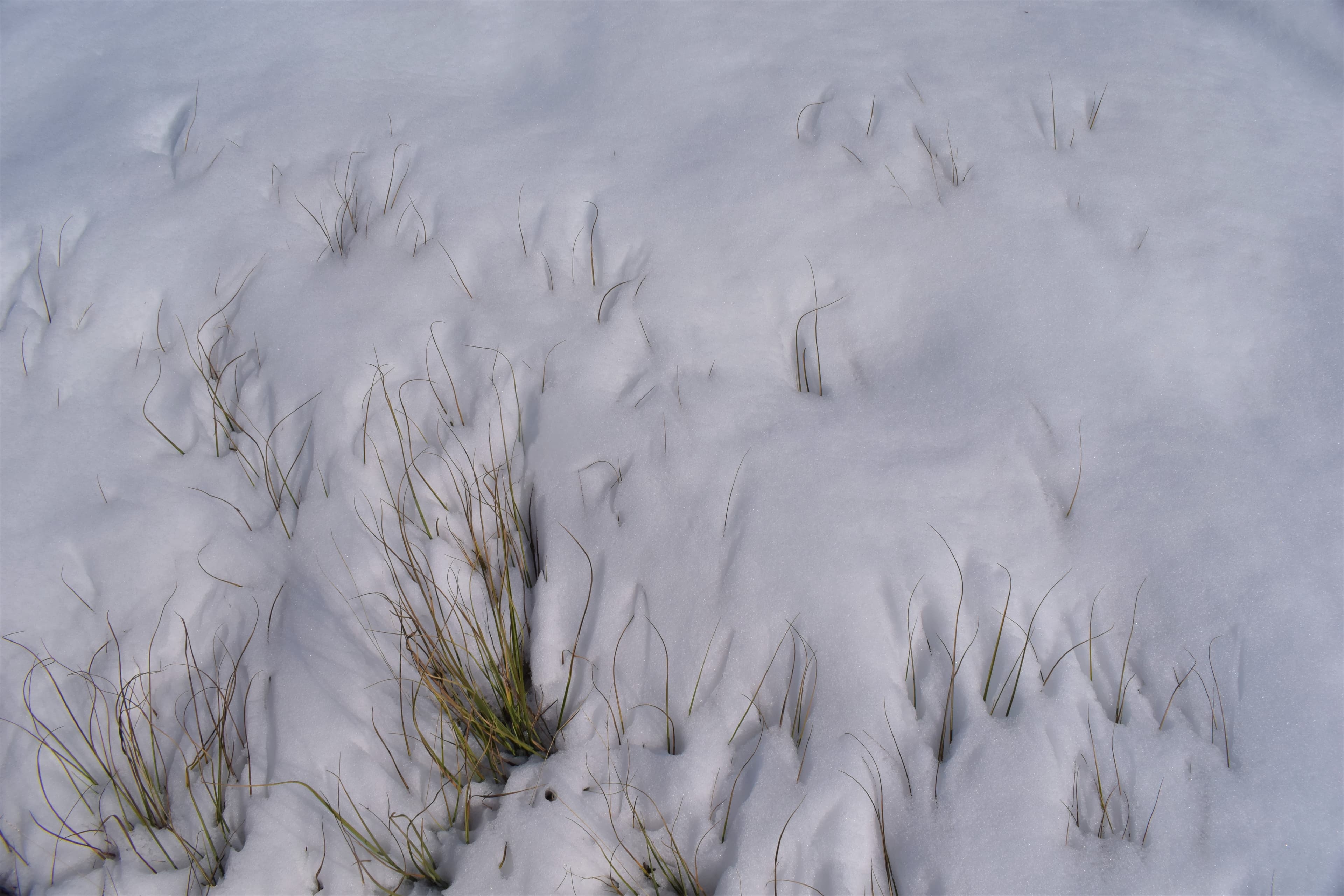 Surpris par la neige