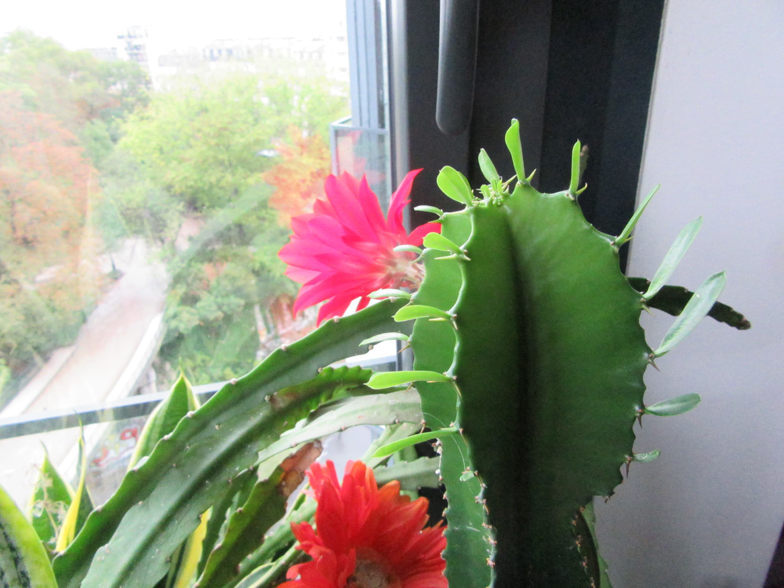 fleur de cactus