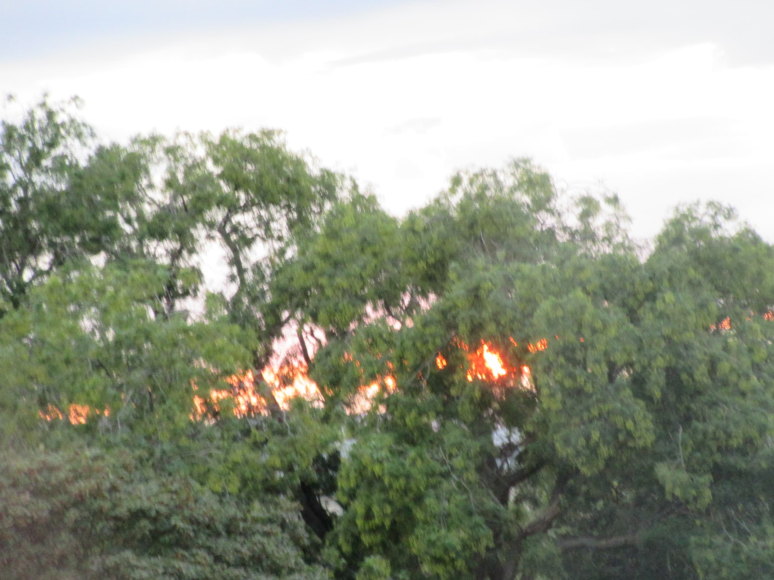 soleil se couche derrière les arbres