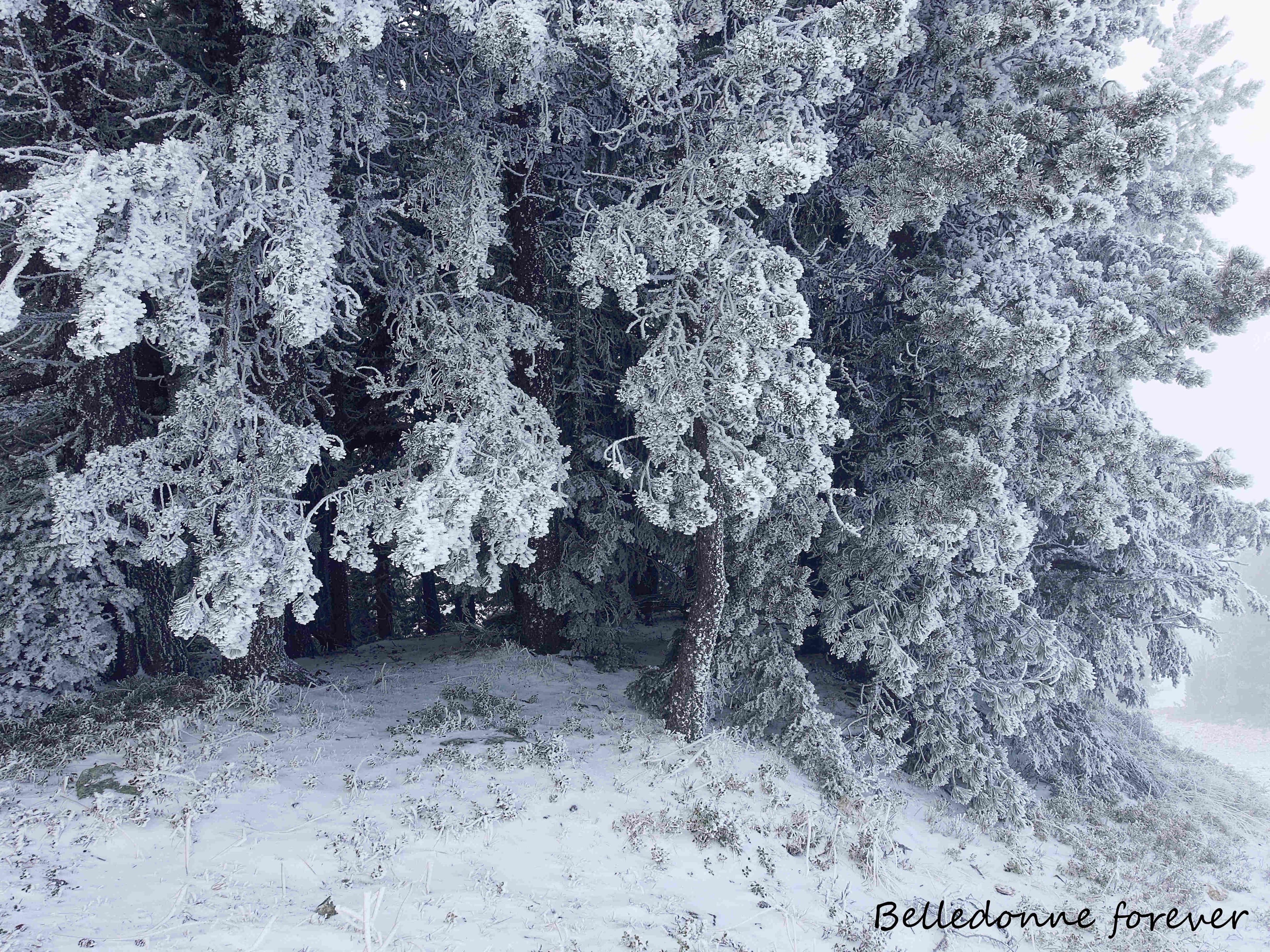 Brouillard givrant sur les sapins A.P.
