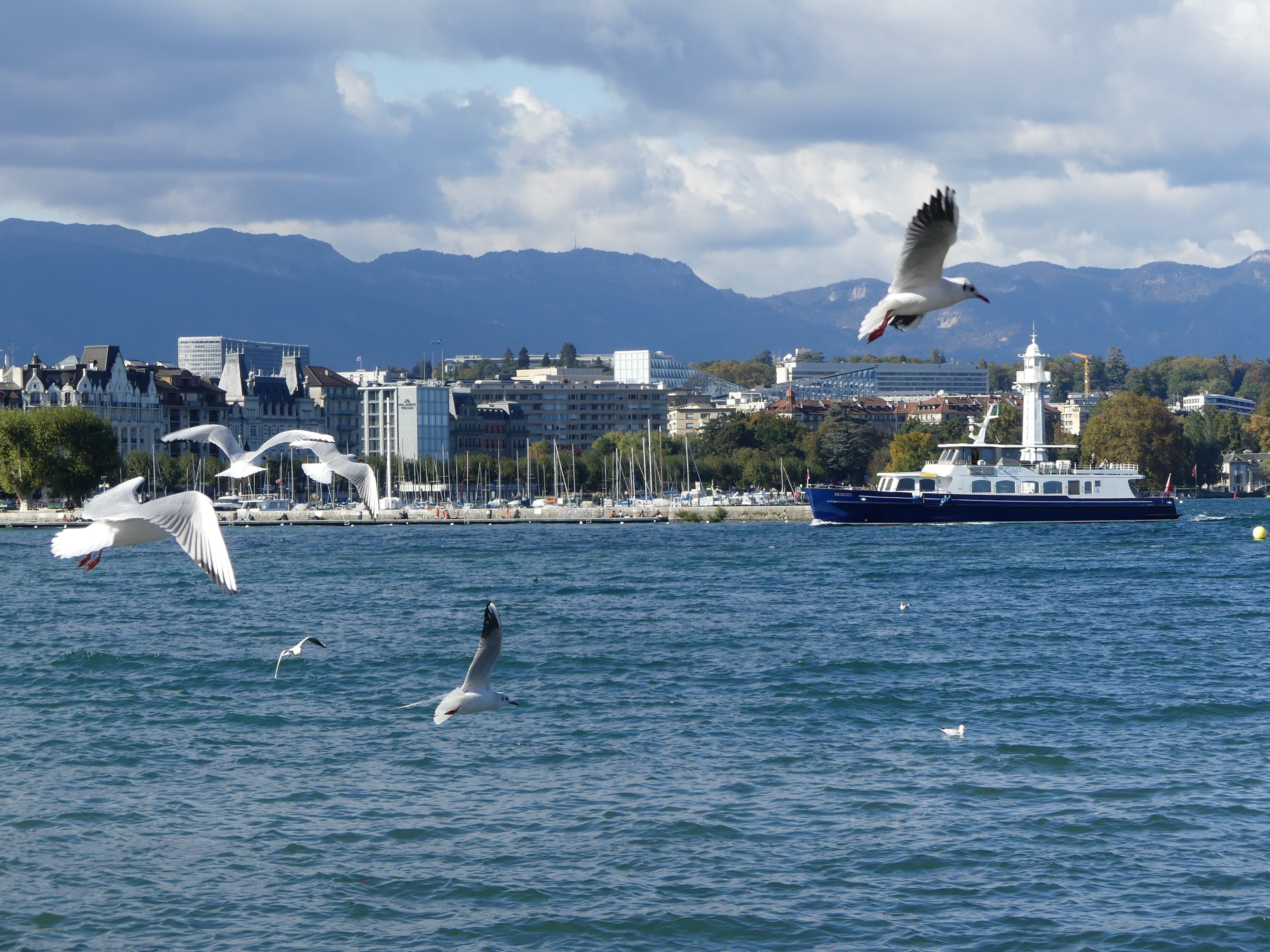 Mouettes rieuses