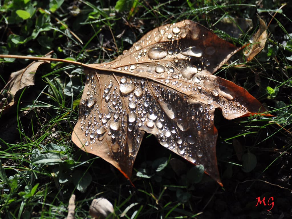 Perles de pluie sur feuille d'automne !!!