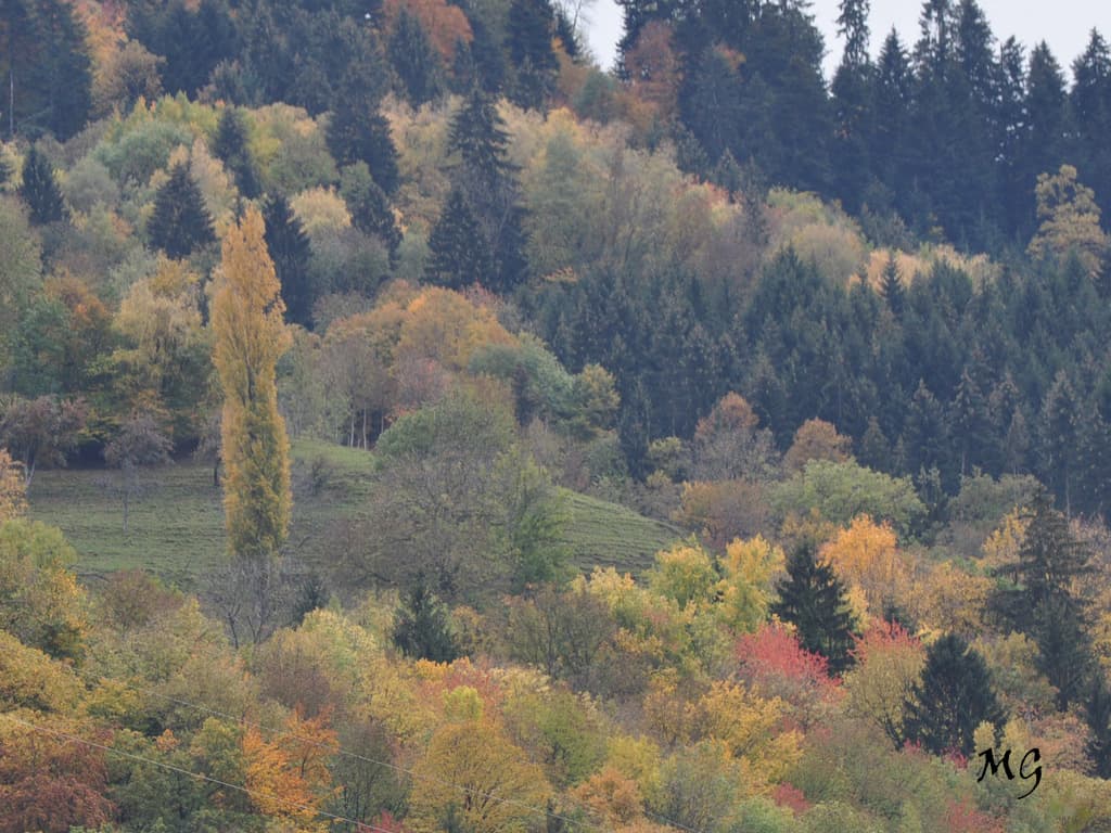 Forêt et couleurs automnale !!!