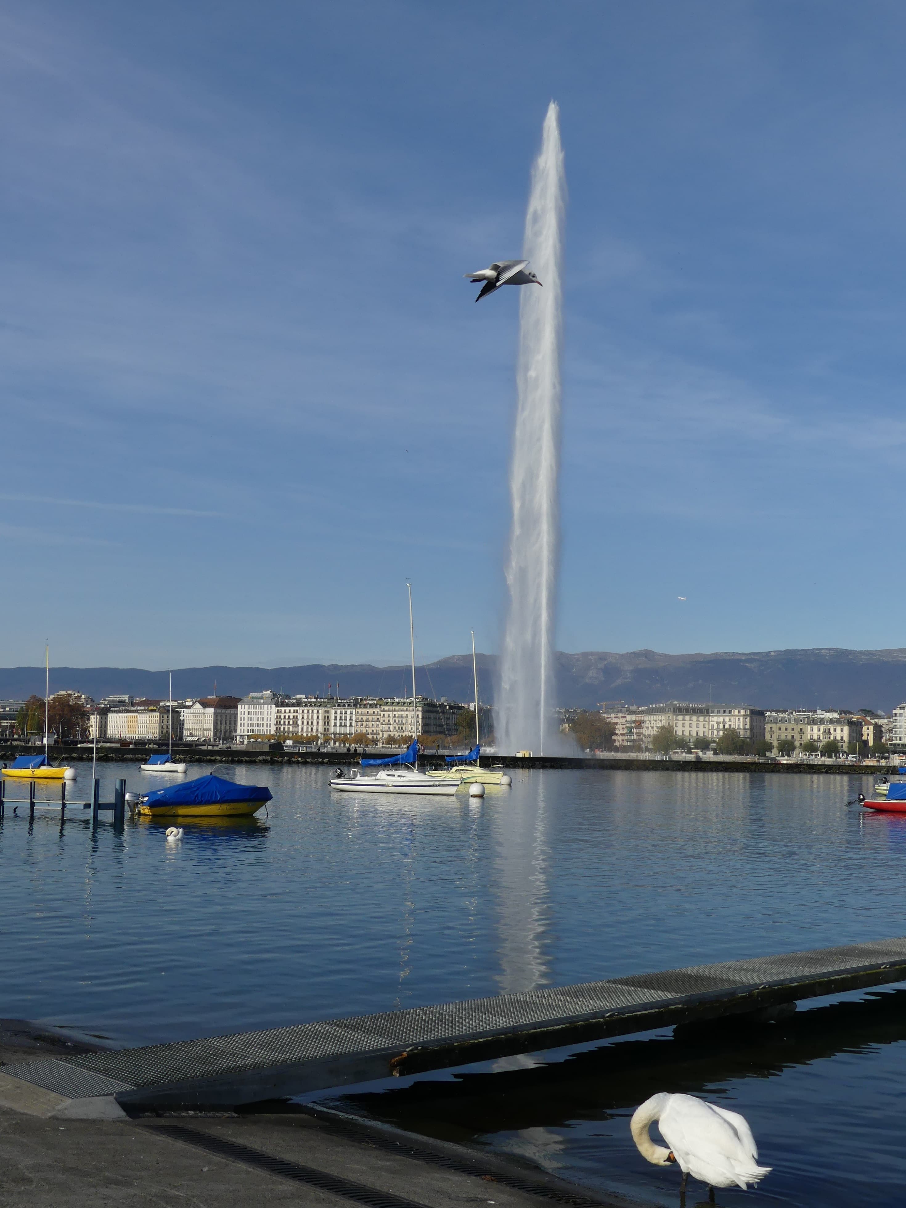 Au coeur de la rade, le jet d'eau emblématique