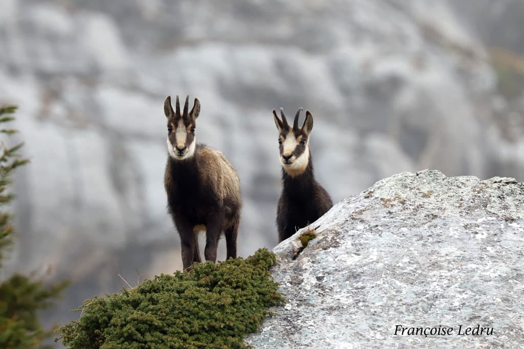 Chamois de Chartreuse