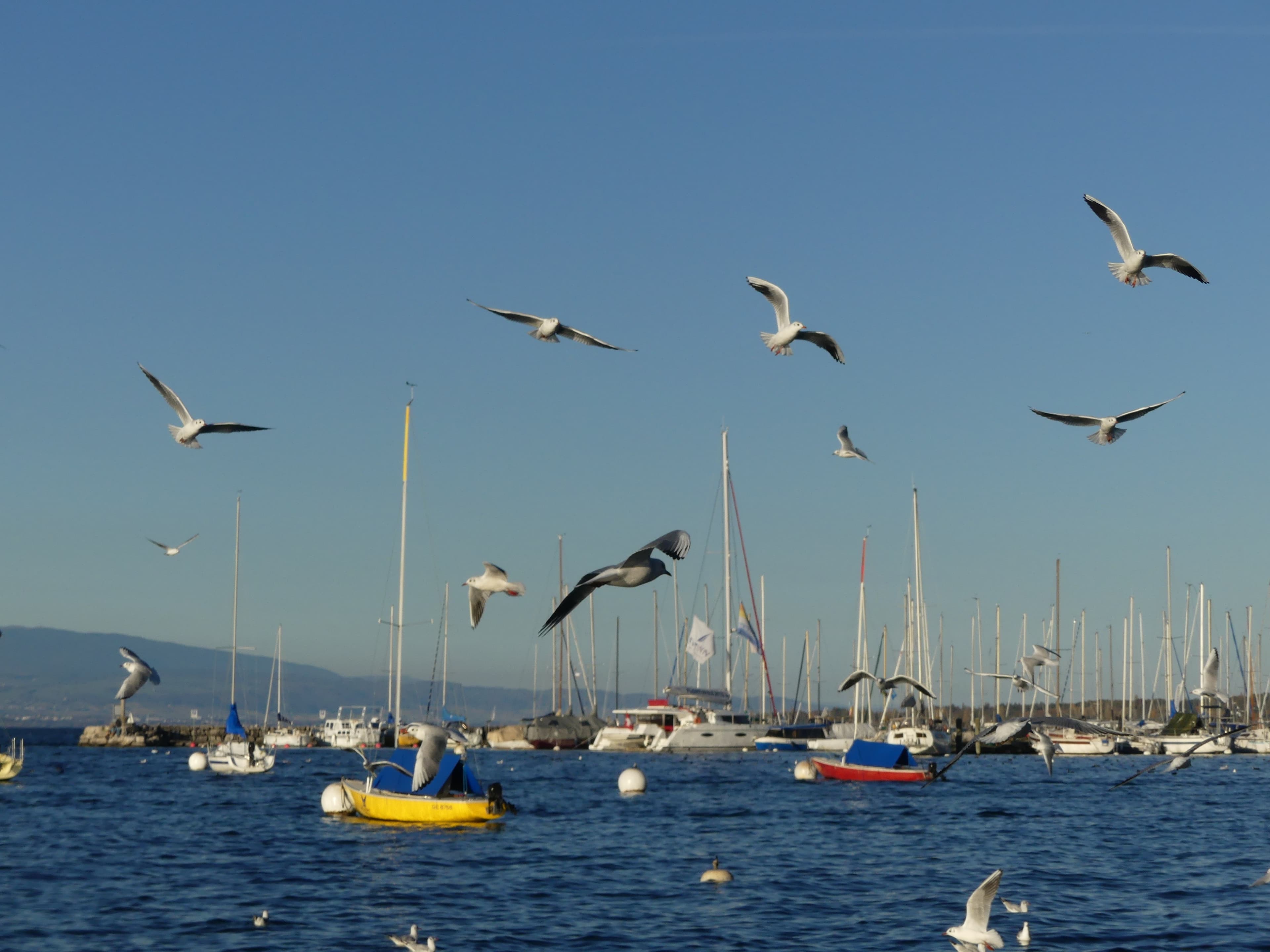 Mouettes rieuses