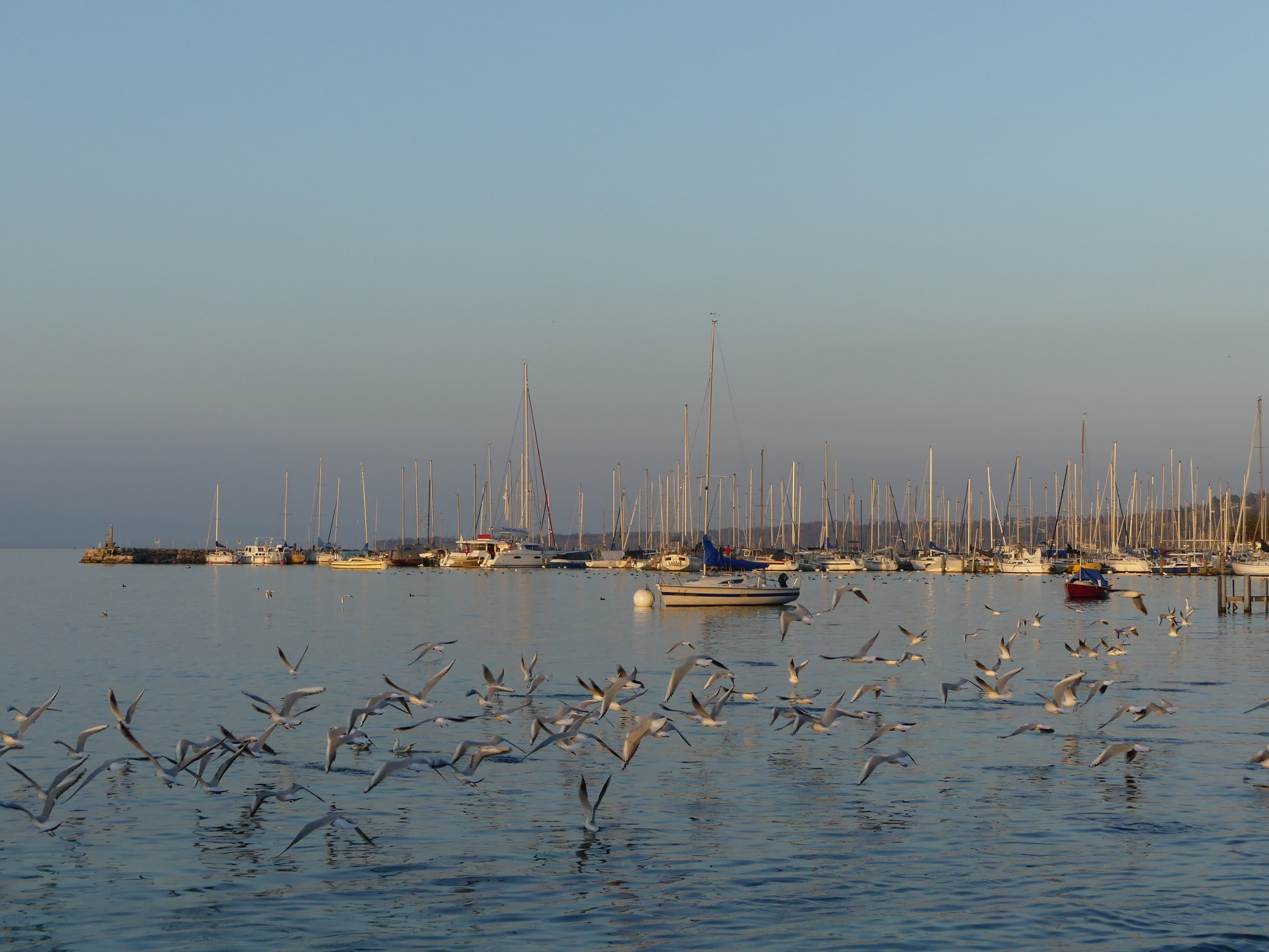 Envol de mouettes rieuses