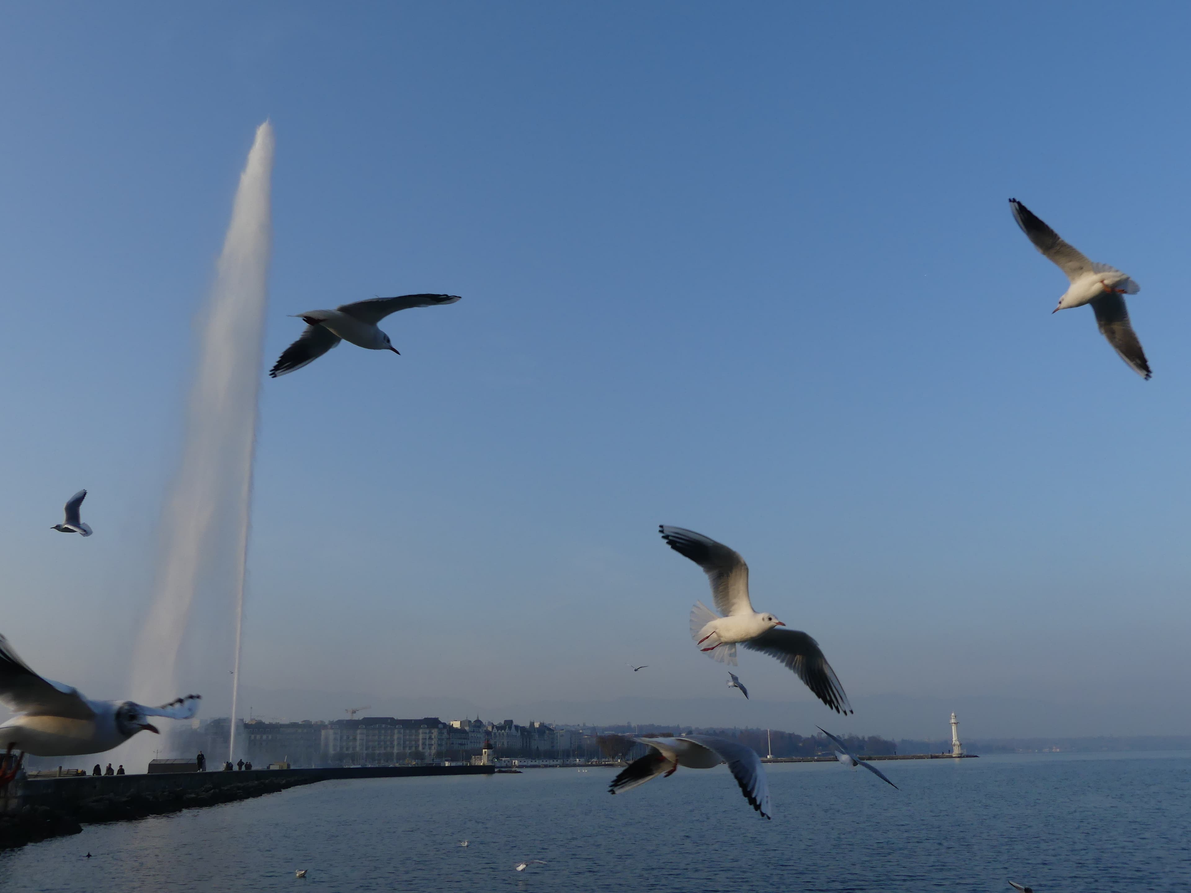 Le jet d'eau est de retour, même les mouettes lui font la fête !