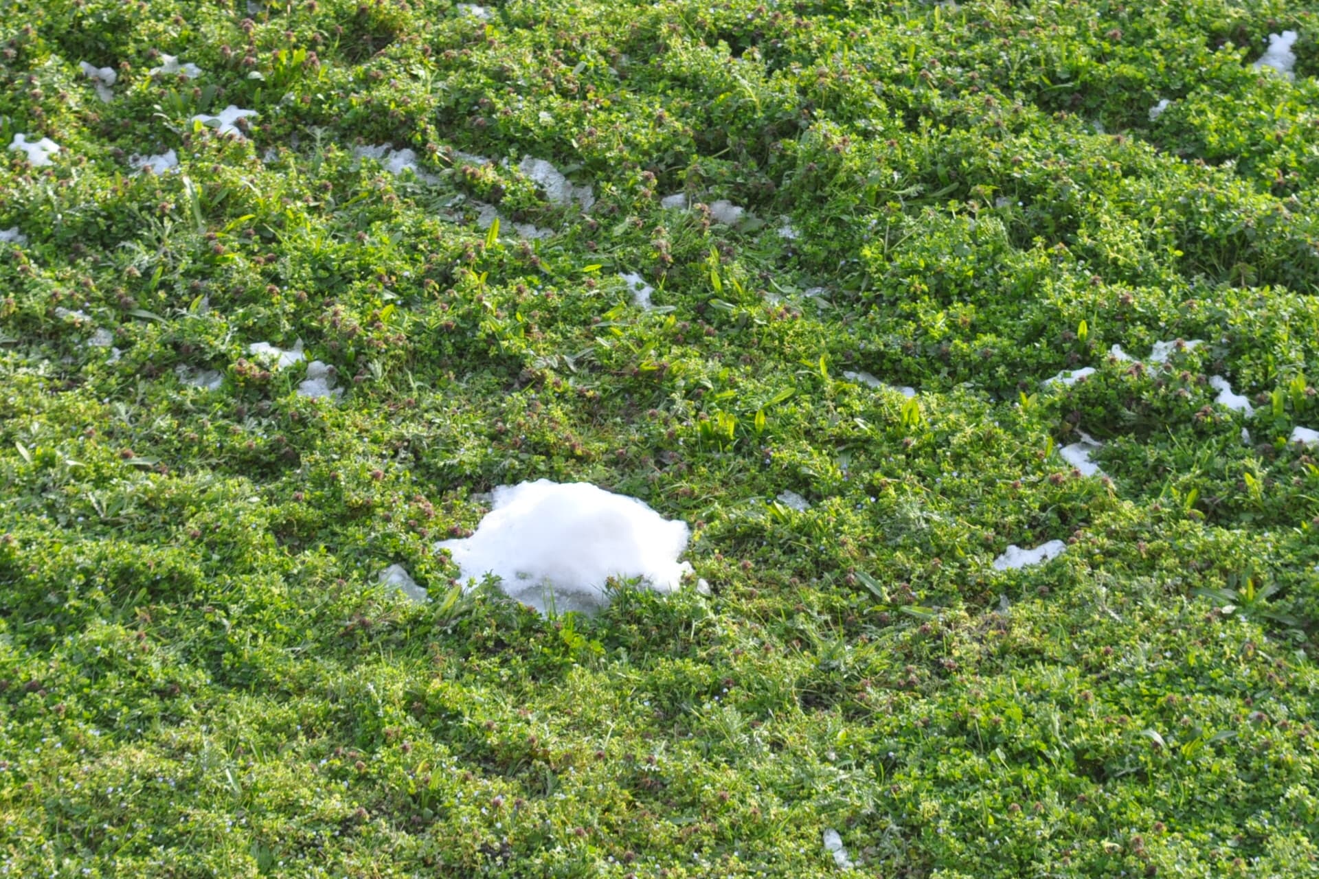 apres la neige , vert et blanc !