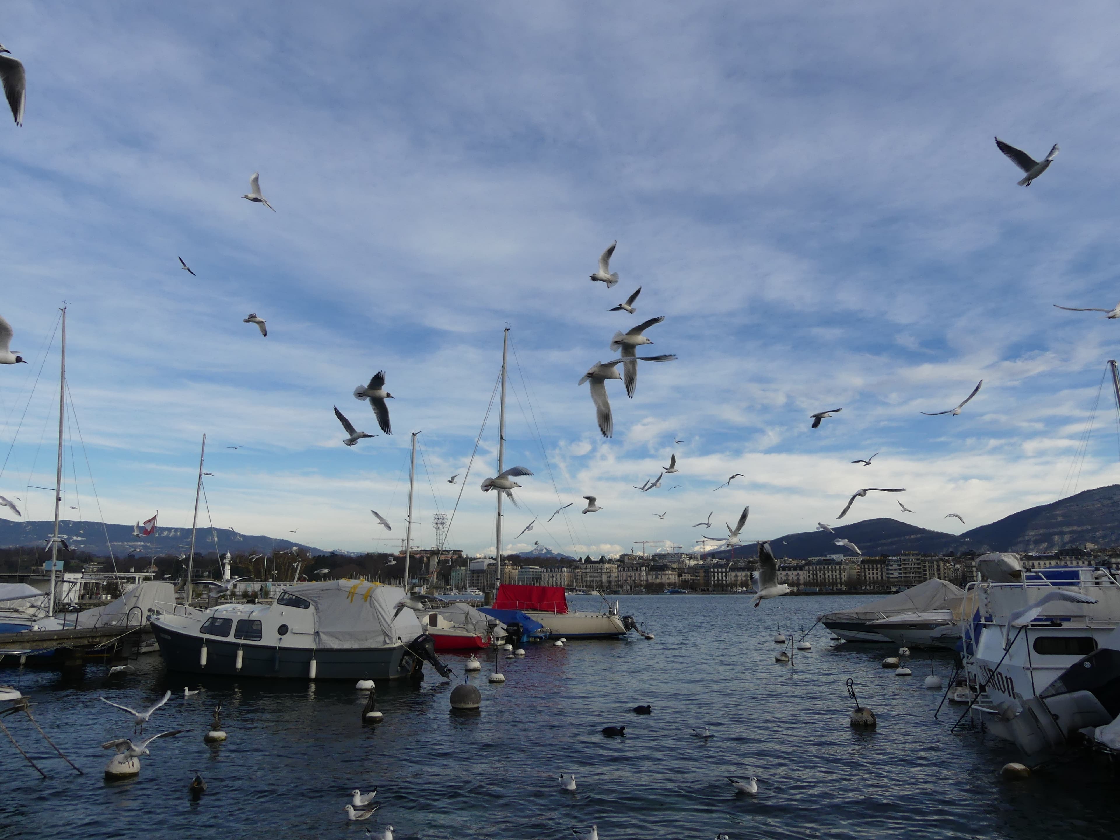 Les mouettes font la fête, rade de Genève