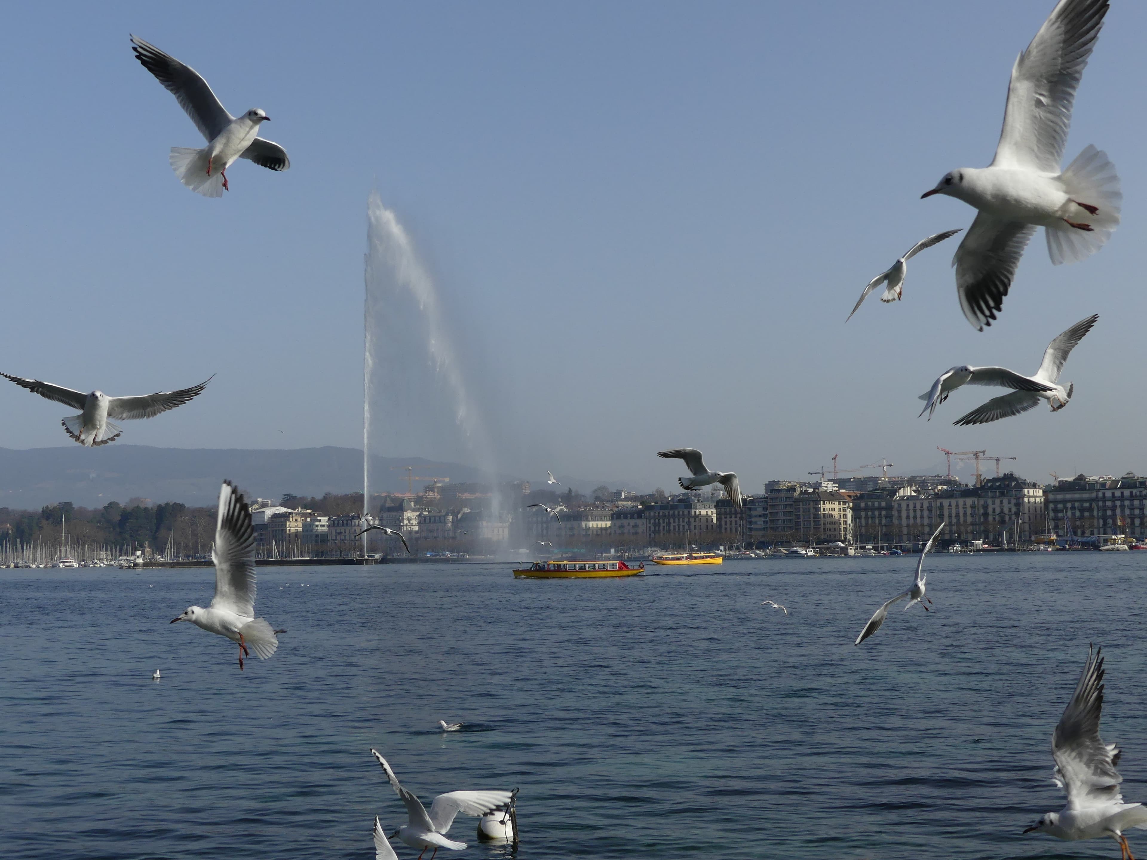 Le jet d'eau emblématique