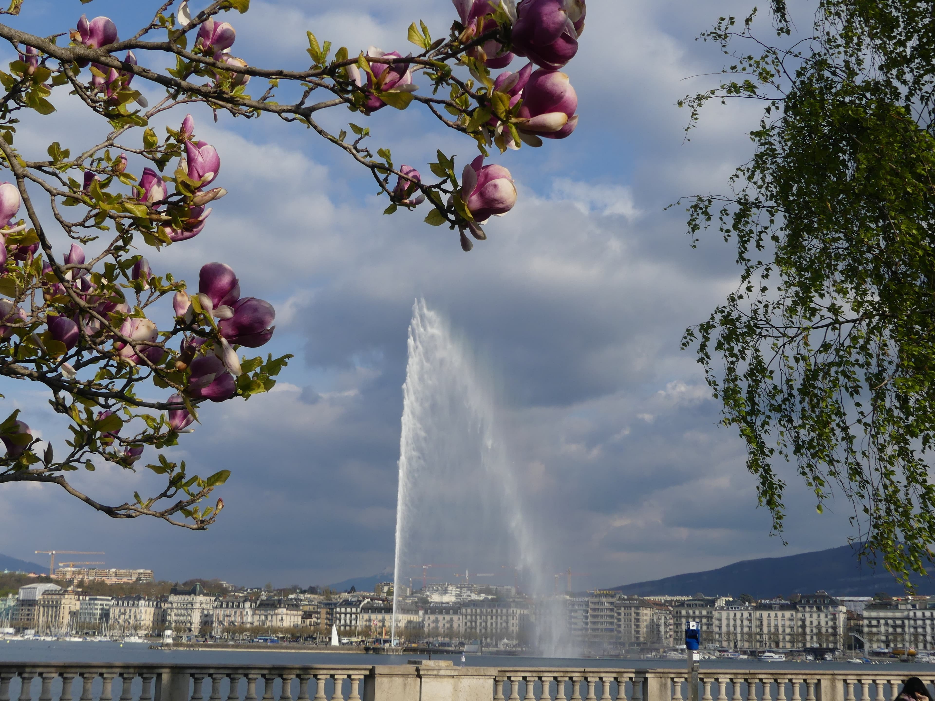 Le jet d'eau, encadré par les magnolias