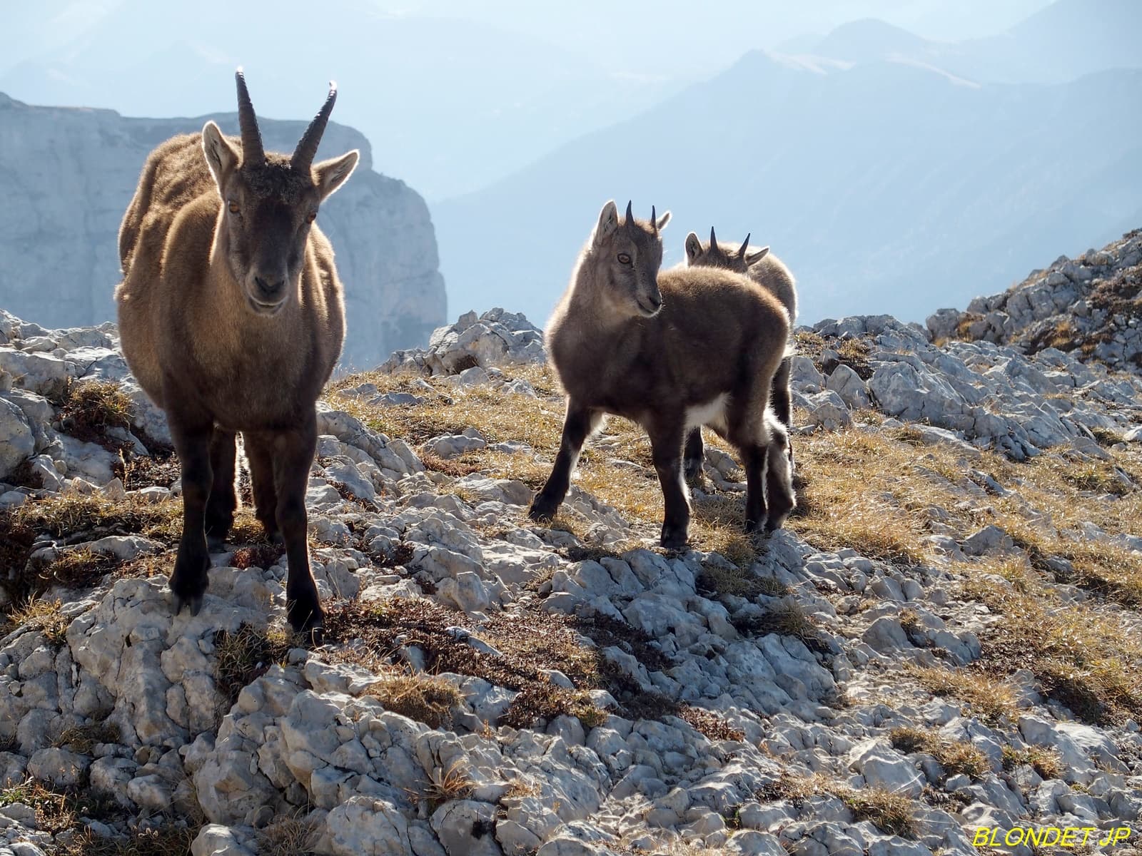 Famille de bouquetins au Grand Veymont