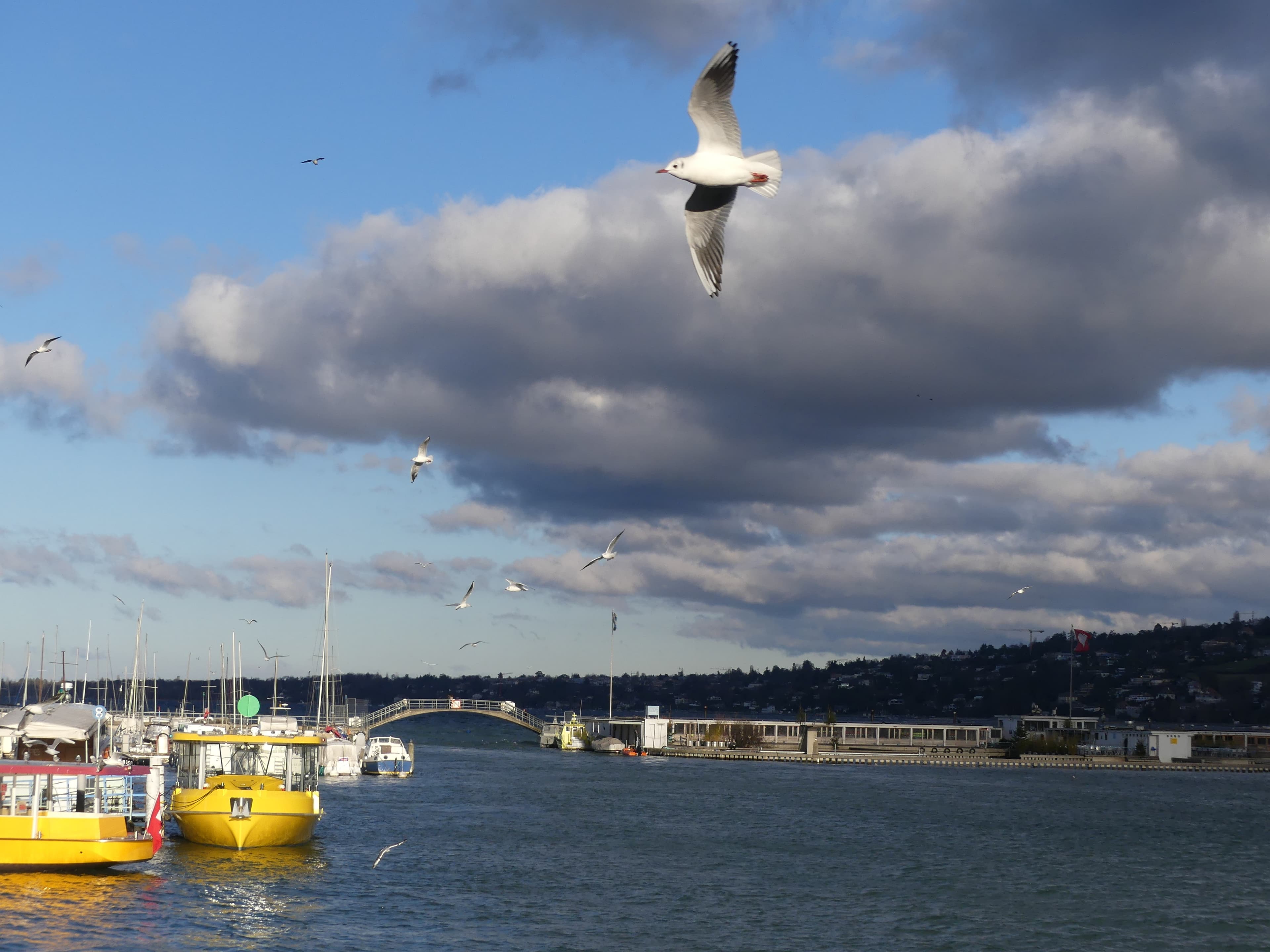 Genève, la rade, toujours magique et animée