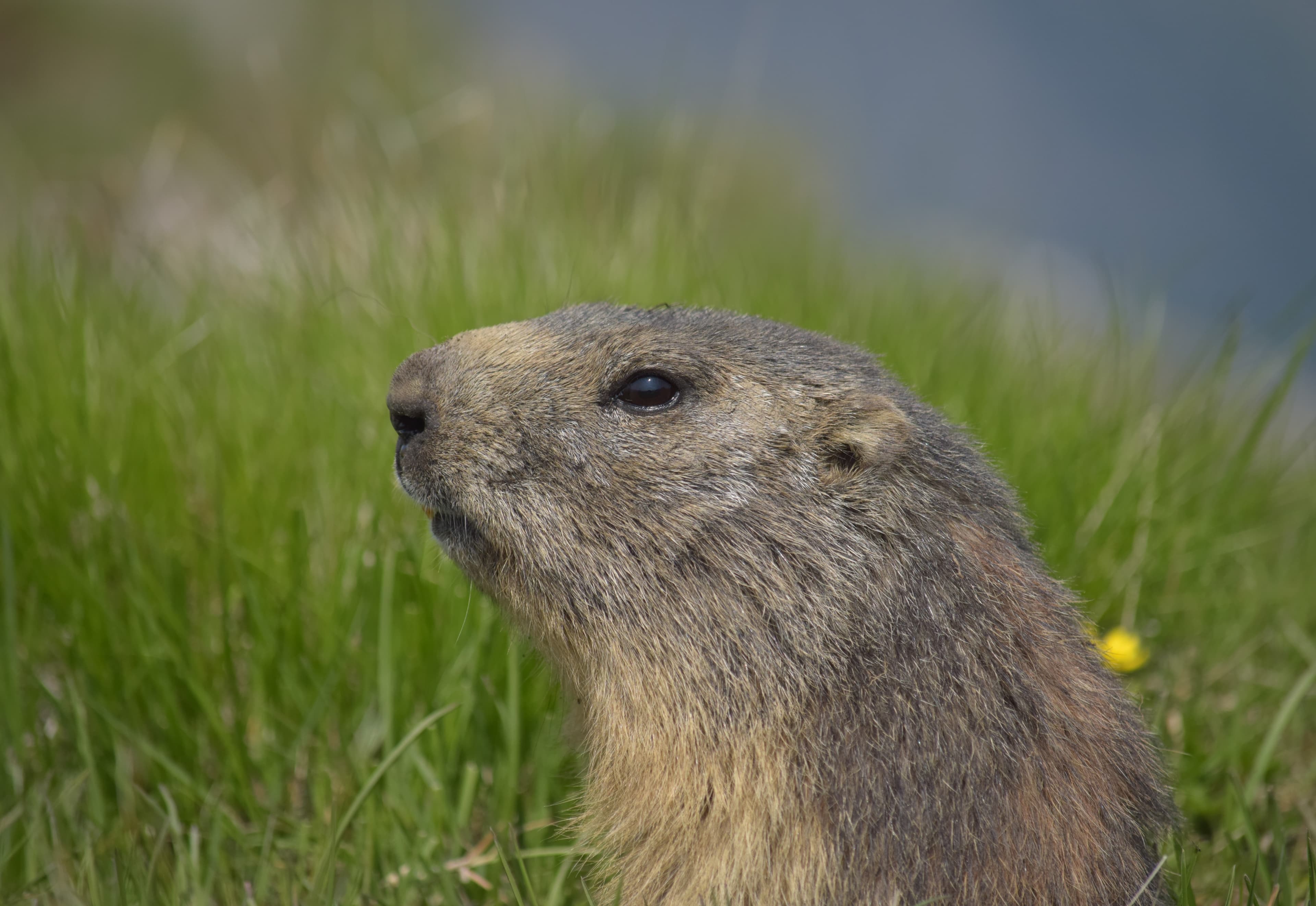 Marmotte attentive
