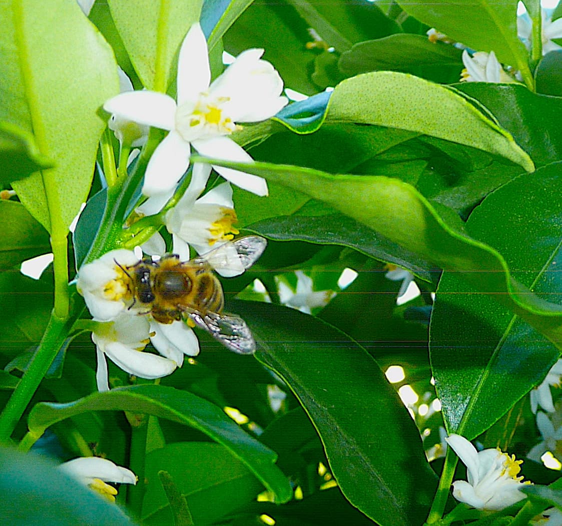 Abeille sauvage sur fleur de kumquat de balcon
