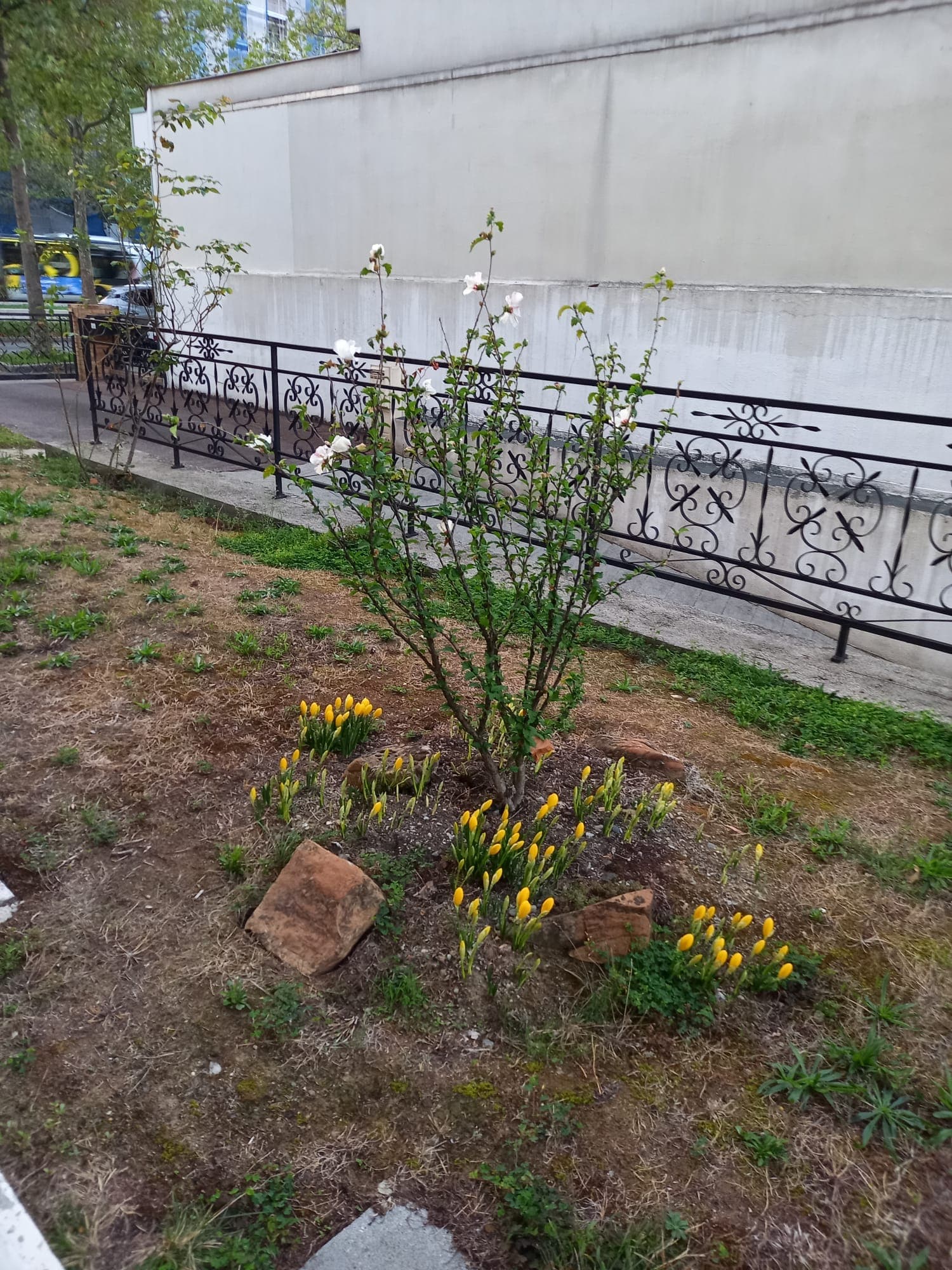 Floraison