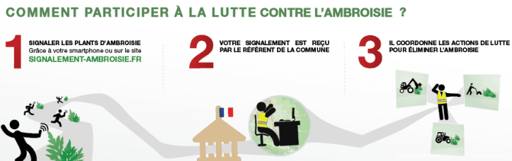 Image d'illustration pour Apogée des pollens d'ambroisie et des allergies associées