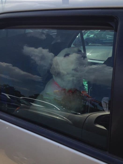 Image d'illustration pour Voiture au soleil : un piège mortel pour l'enfant et l'animal