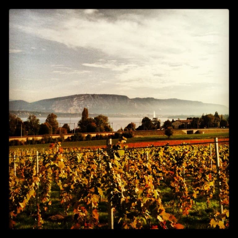 Lac et vignes
