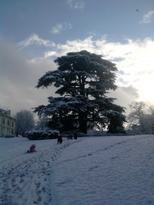 un arbre et la neige