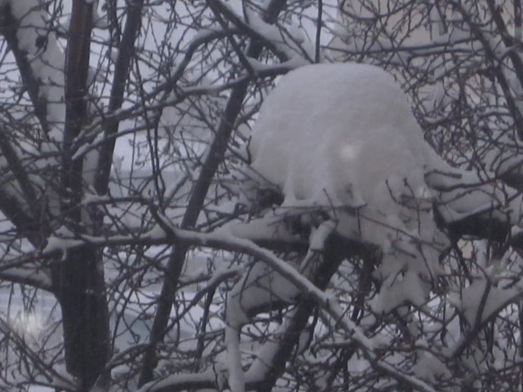 neige