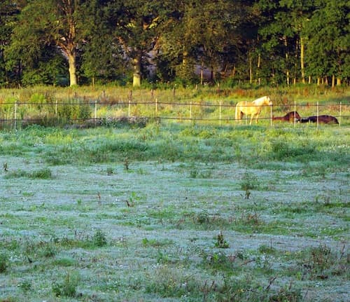 Gelées blanches en plein mois de juillet en Ile-de-France !!